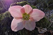 32 Rosa di Natale -Elleboro (Helleborus niger)